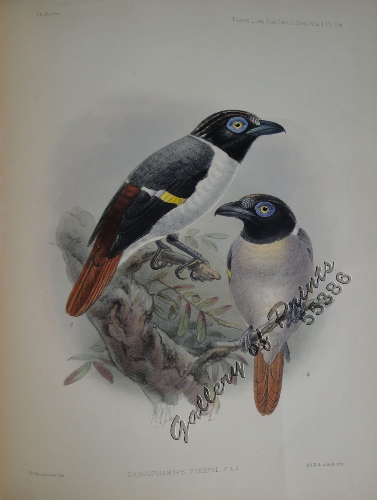 Sarcophagus Steerii (male & female) (Wattled Broadbill) – Gallery of Prints