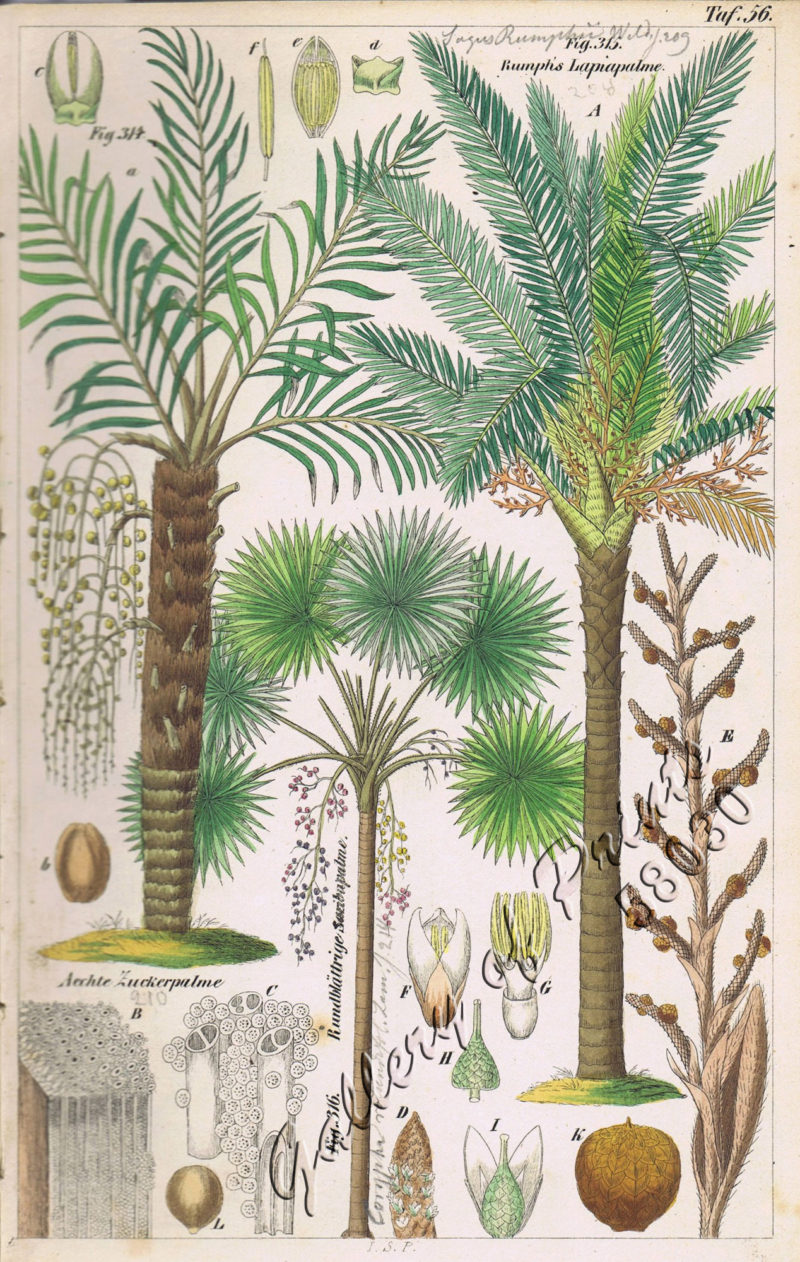 Aechte Zuckerpalme. Fig. 314. [Genuine Palm Suger]; Rumph’s Lapiapalme ...