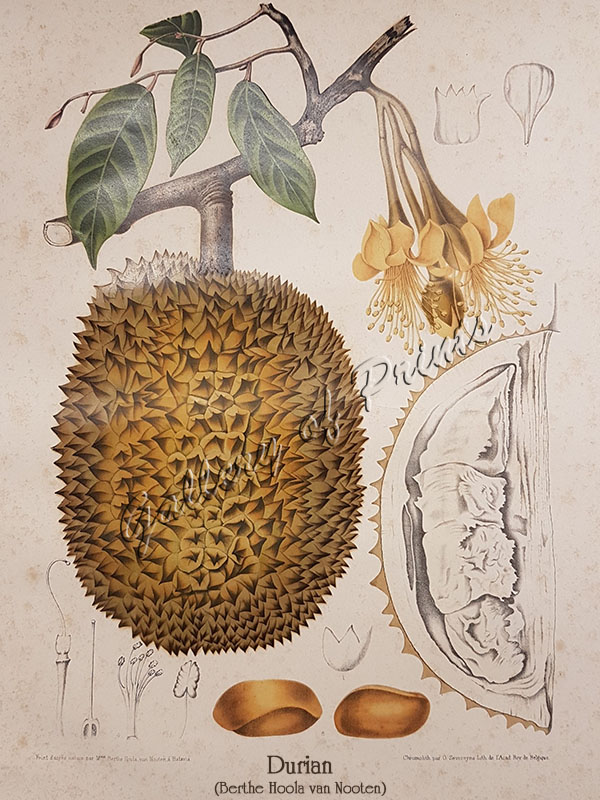 van Nooten, Durian