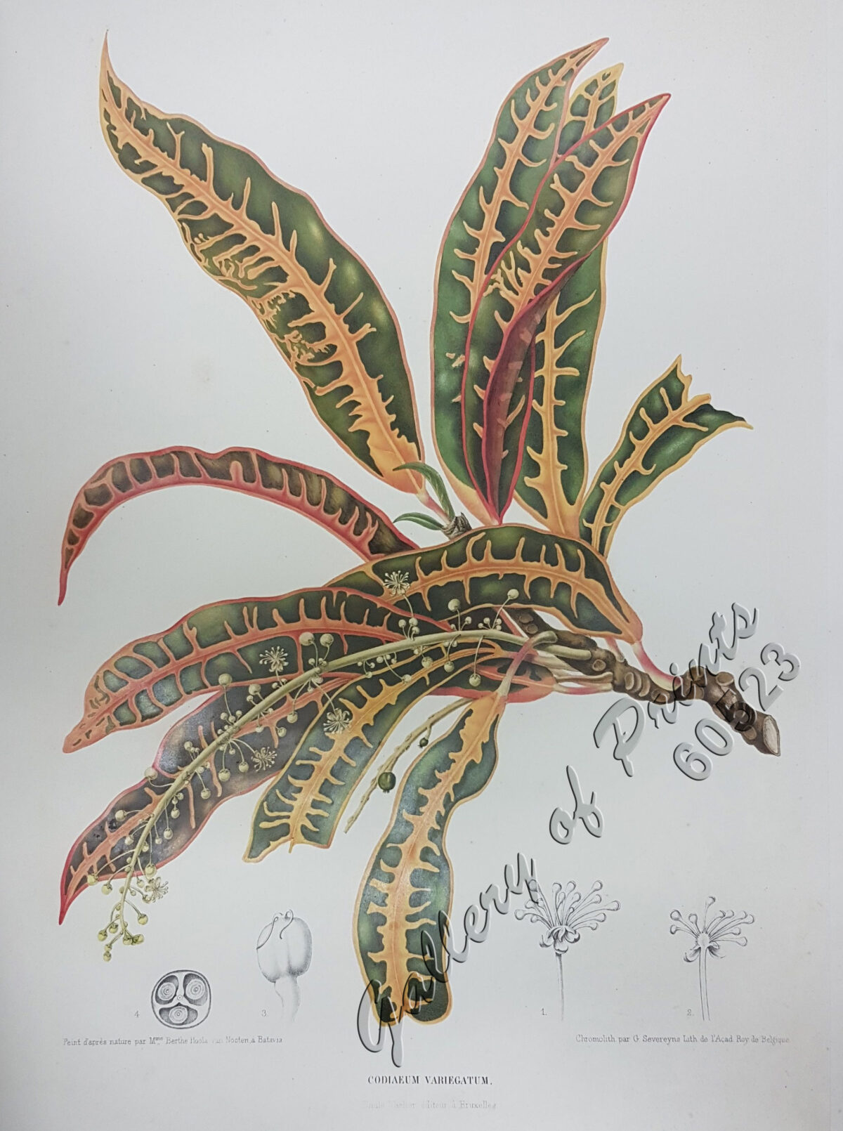 Codiaeum Variegatum. Rump. [English: Croton] [Local Names: San ...